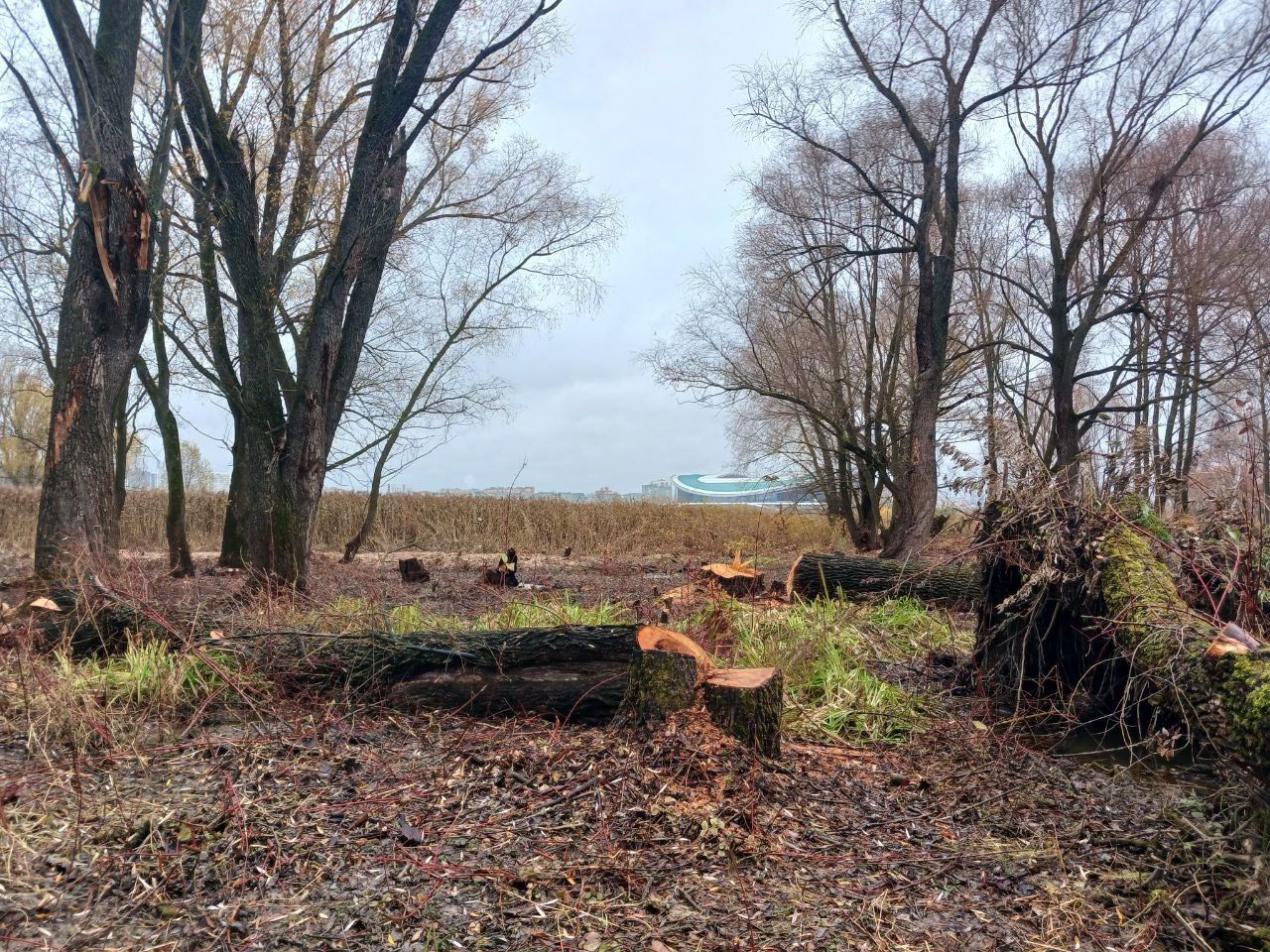 Бензопилой – по ивам: охраняемый памятник природы в Казани постигла массовая вырубка