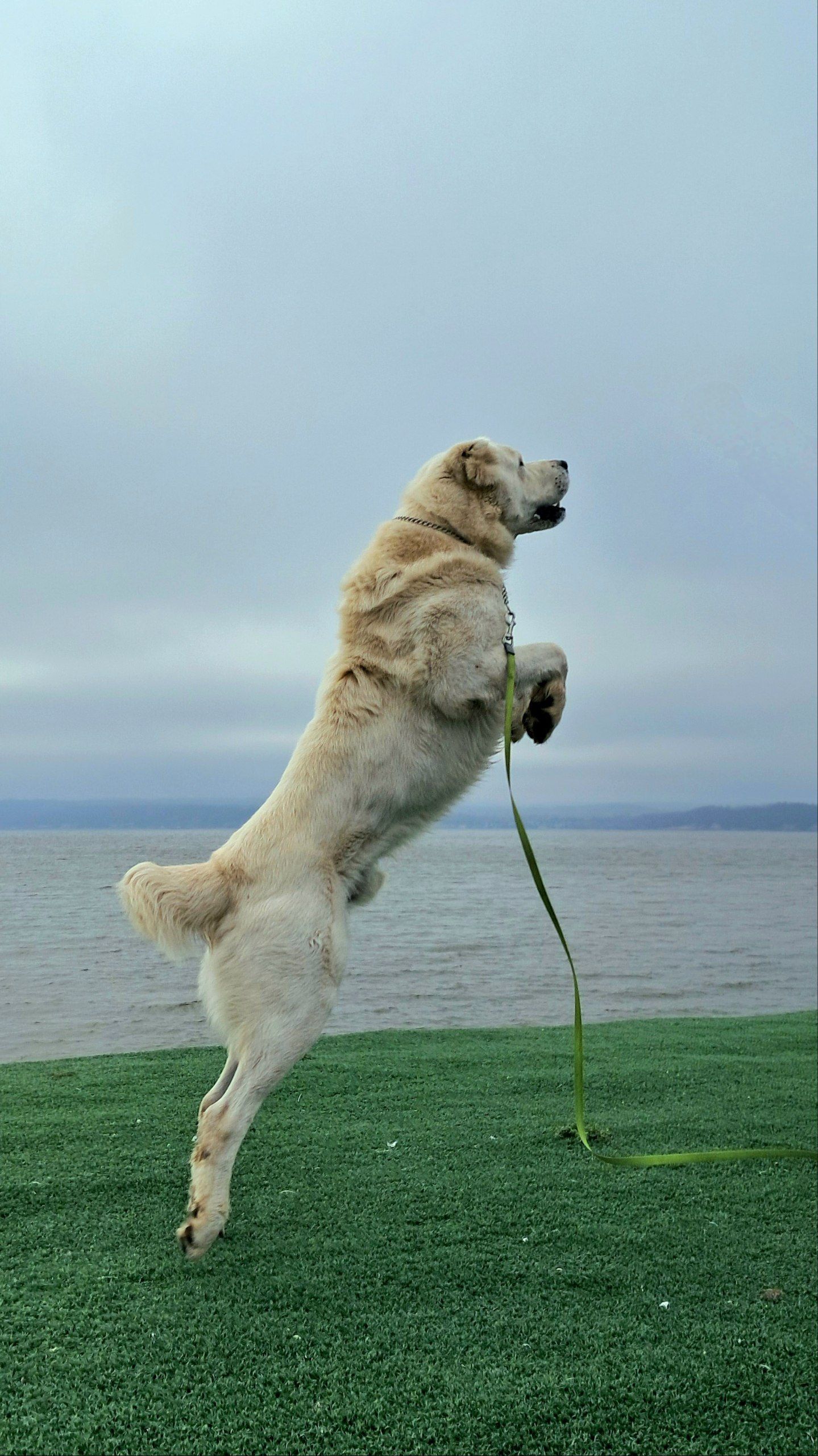 Минниханов опубликовал новую фотографию с алабаем Акдусом