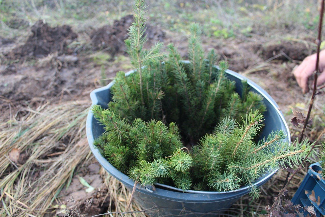 Сад памяти в честь бойцов СВО появился в Лаишеве