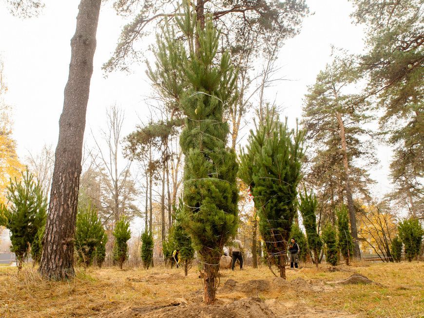 В парке Урицкого в Казани посадили 100 хвойных деревьев