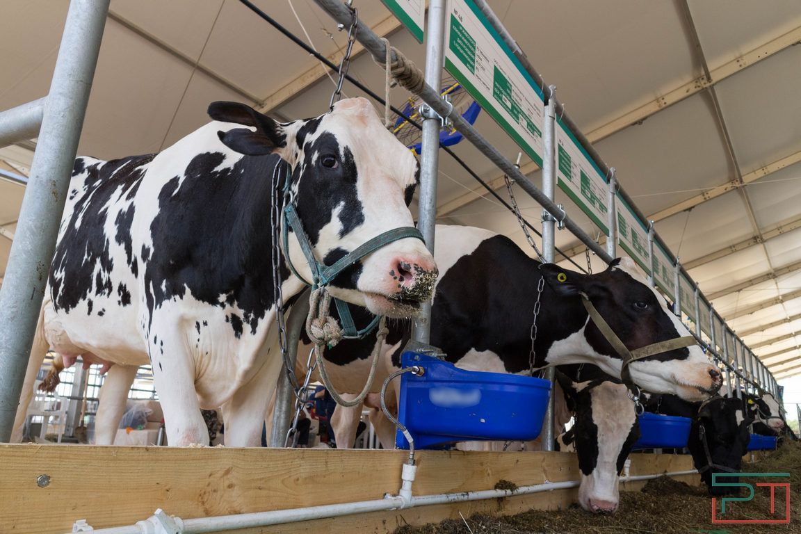Коровы без учета, бумажные стада: Минсельхоз Татарстана подозревает хозяйства в приписках