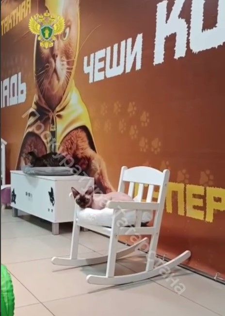 В Челнах прокуратура выявила нарушения на выставке «Суперкошки» - видео