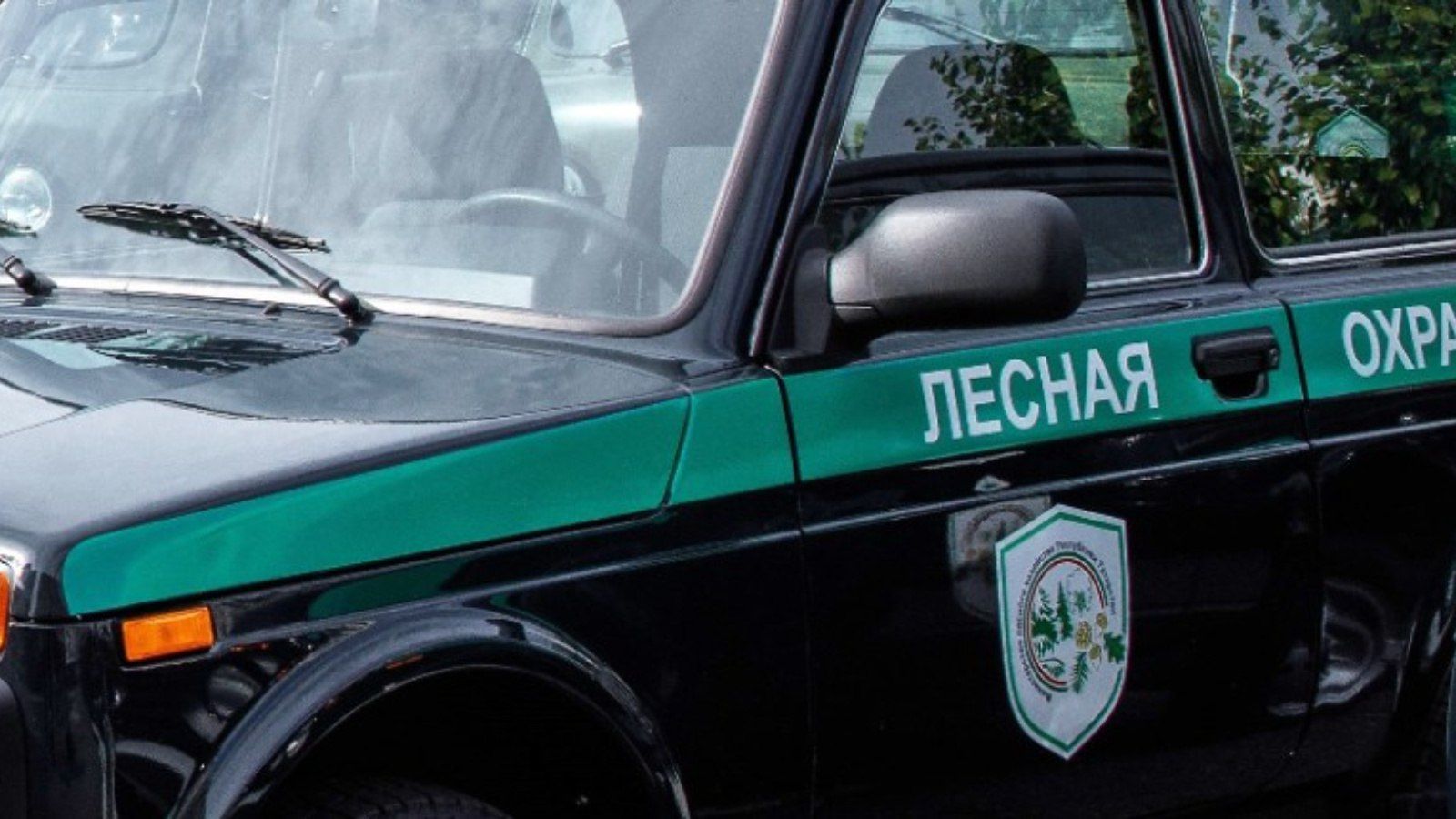 Почти 100 нарушений нашли инспекторы при проверке лесов Татарстана