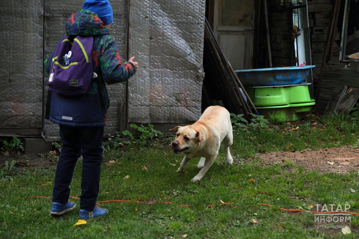 Живого места не было: нападение бродячих псов на девочку в Татарстане возмутило народ и власть