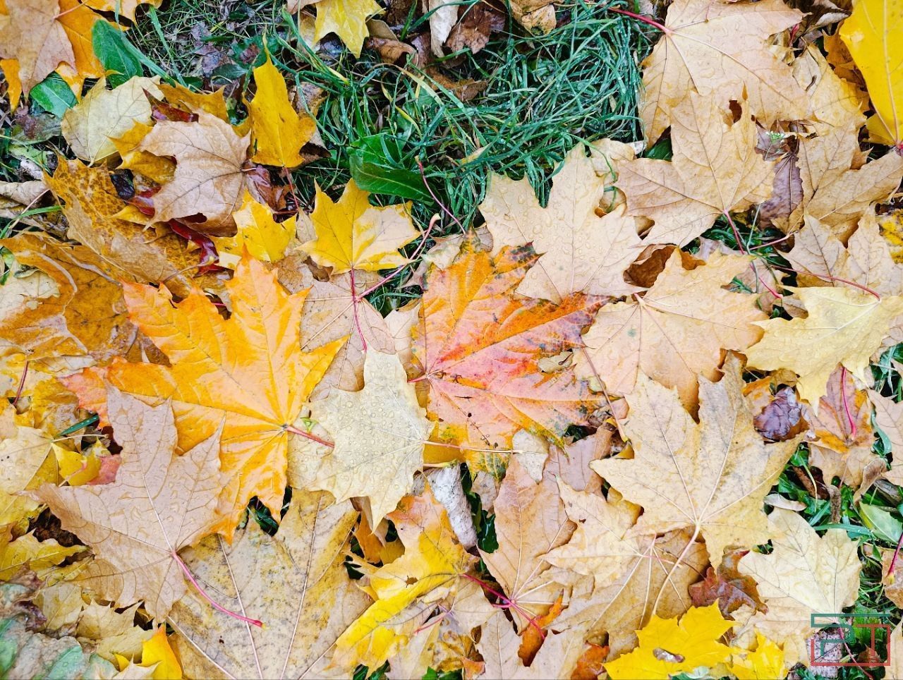 Терапевт рассказал, чем может быть опасен букет из опавших листьев