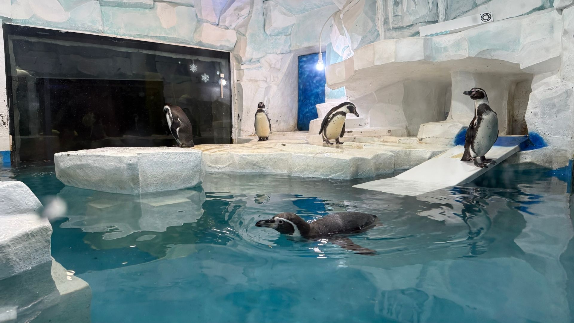 В казанский океанариум из Приморья привезли трех пингвинов Гумбольдта