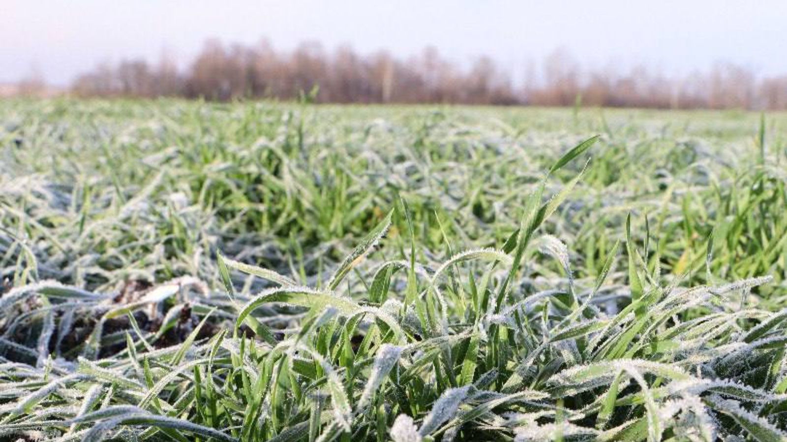Минсельхоз Татарстана: озимые культуры могут успешно перенести зиму, несмотря на аномальную осень