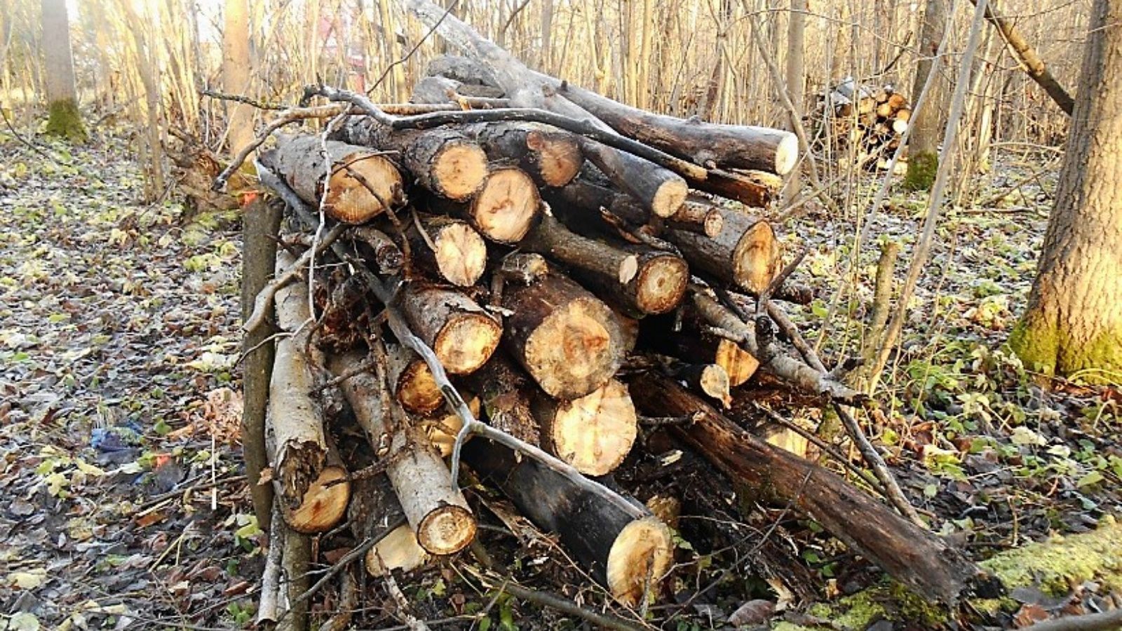 В Татарстане провели санитарное оздоровление леса на площади 1,1 тыс. гектаров