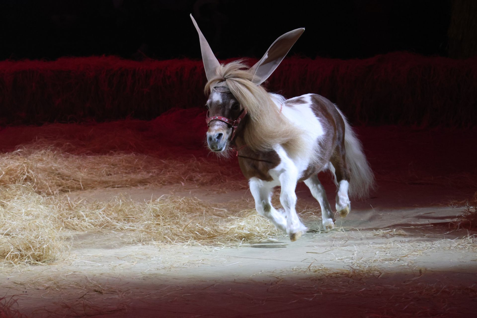 Новогодняя программа «Конек-Горбунок» в Казанском цирке