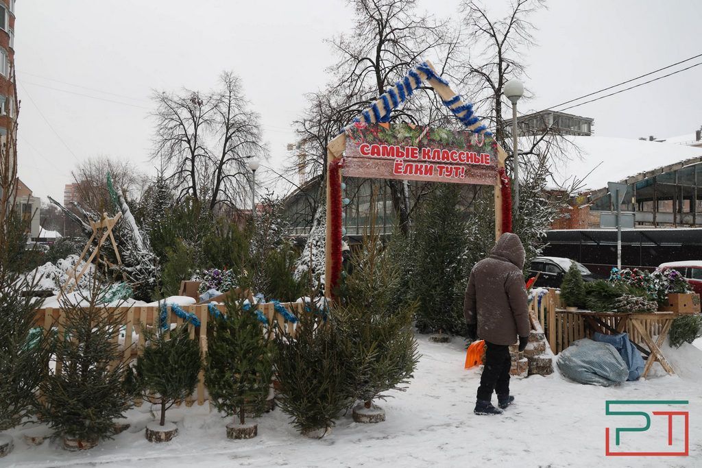 Сами они неместные: елочные базары Казани завалены привозными деревьями из других регионов