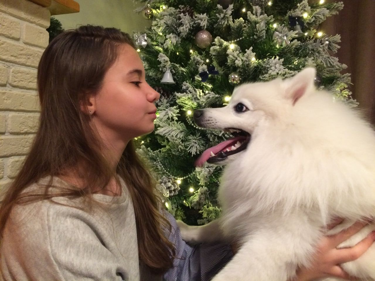 Елка не для кошки: жителям Татарстана рассказали, как помочь питомцам пережить Новый год