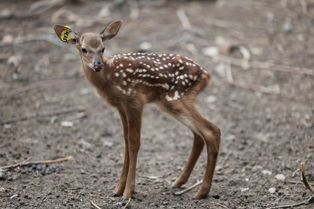 Казанский зоопарк объявил конкурс на имя для пятнистого олененка