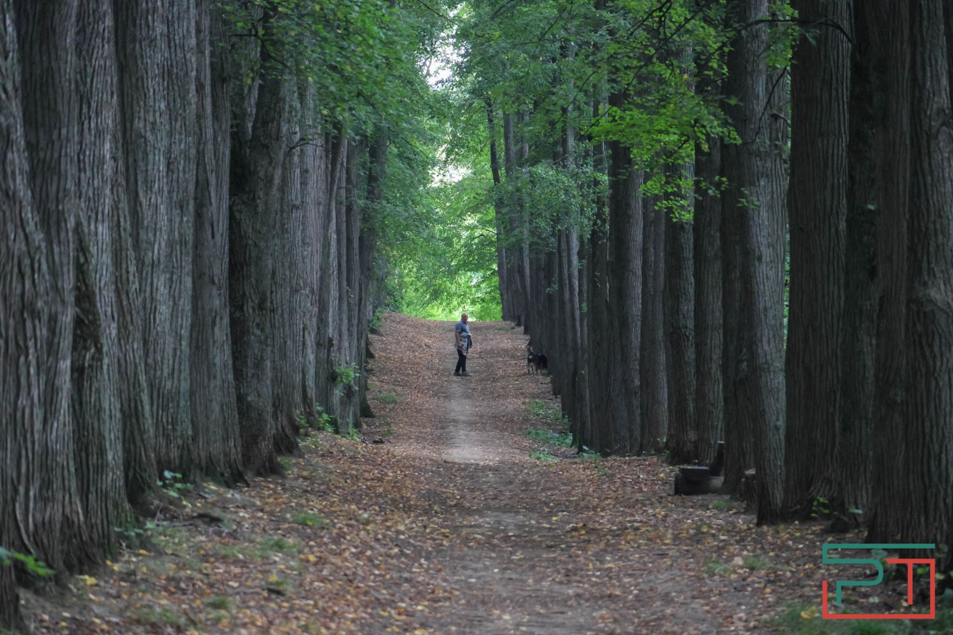 «Яблони срубили и липы погубят»: жители села под Казанью защищают от коттеджей старинный парк