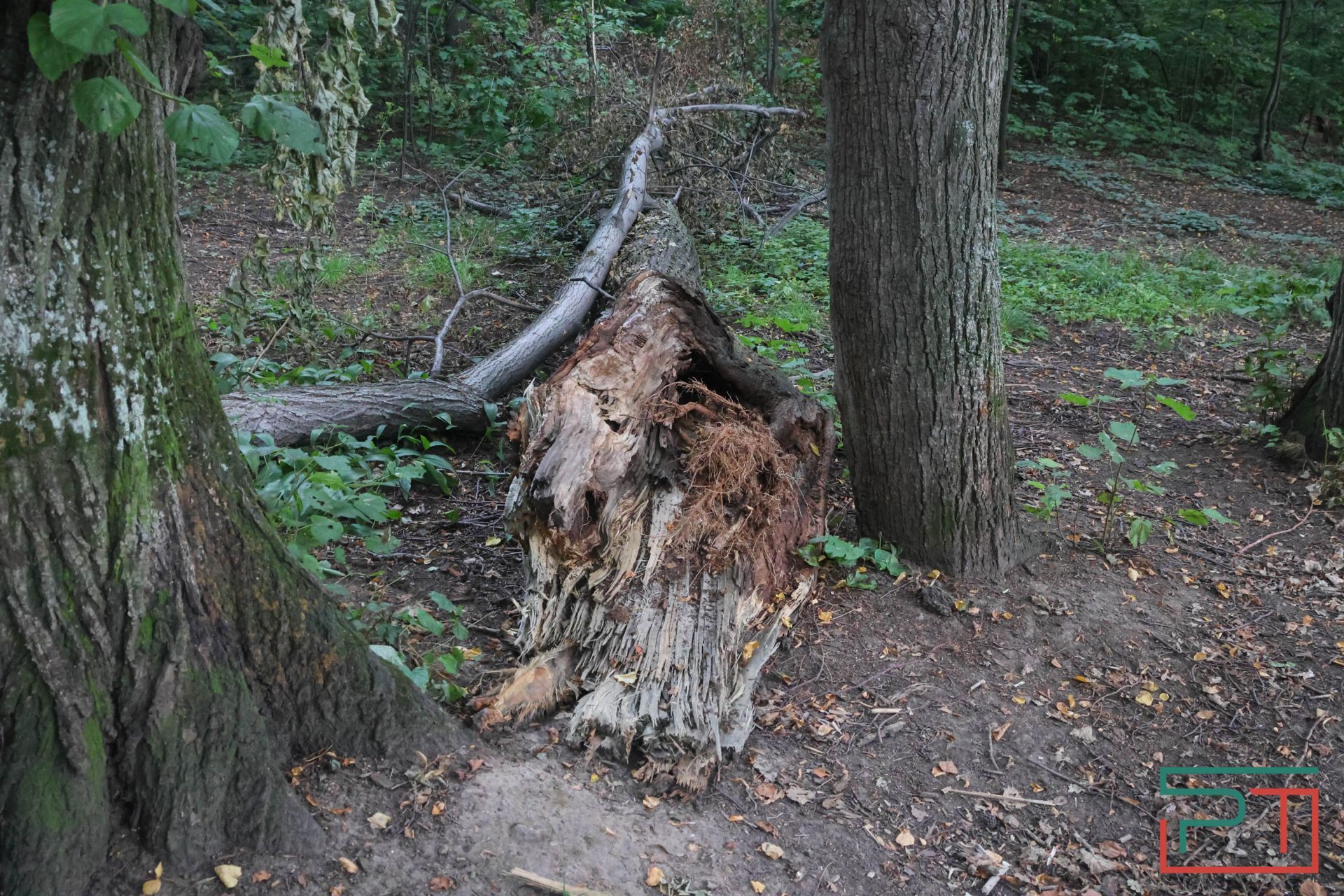 «Яблони срубили и липы погубят»: жители села под Казанью защищают от коттеджей старинный парк