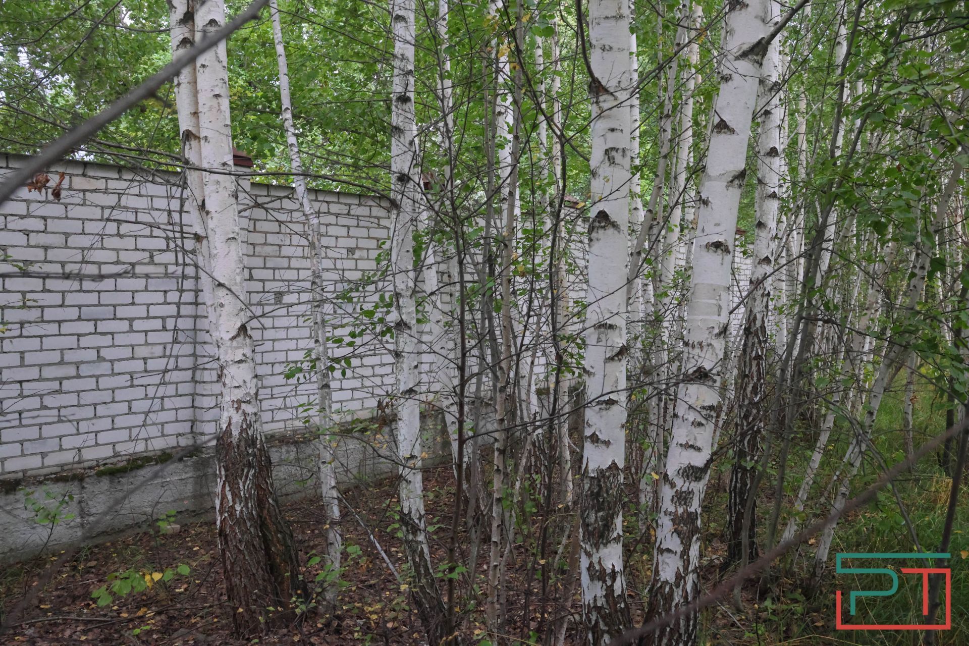 «Яблони срубили и липы погубят»: жители села под Казанью защищают от коттеджей старинный парк