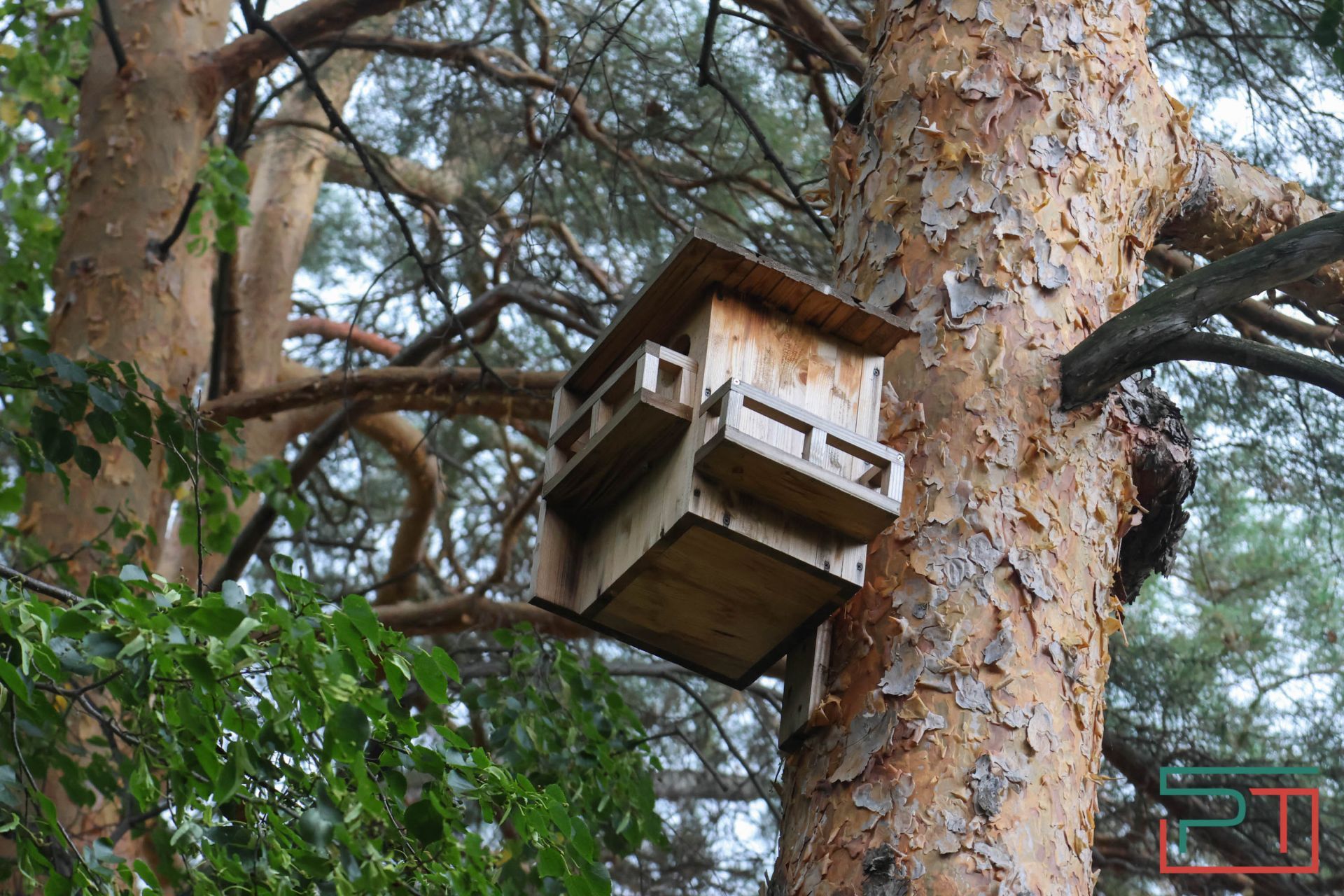 «Яблони срубили и липы погубят»: жители села под Казанью защищают от коттеджей старинный парк