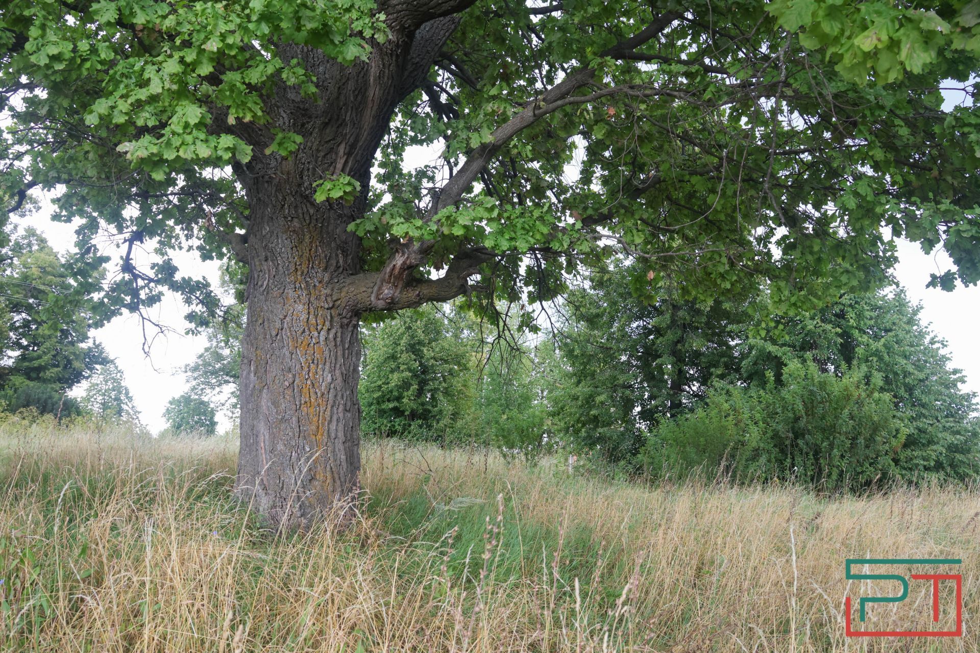 «Яблони срубили и липы погубят»: жители села под Казанью защищают от коттеджей старинный парк