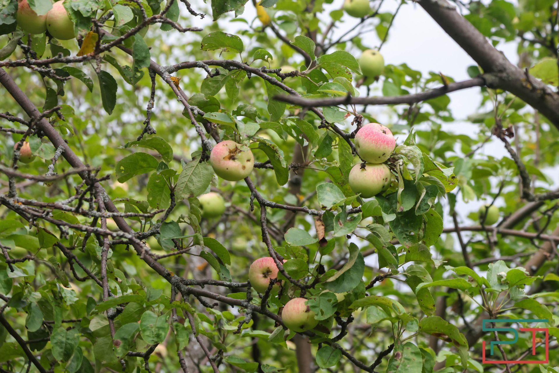 «Яблони срубили и липы погубят»: жители села под Казанью защищают от коттеджей старинный парк
