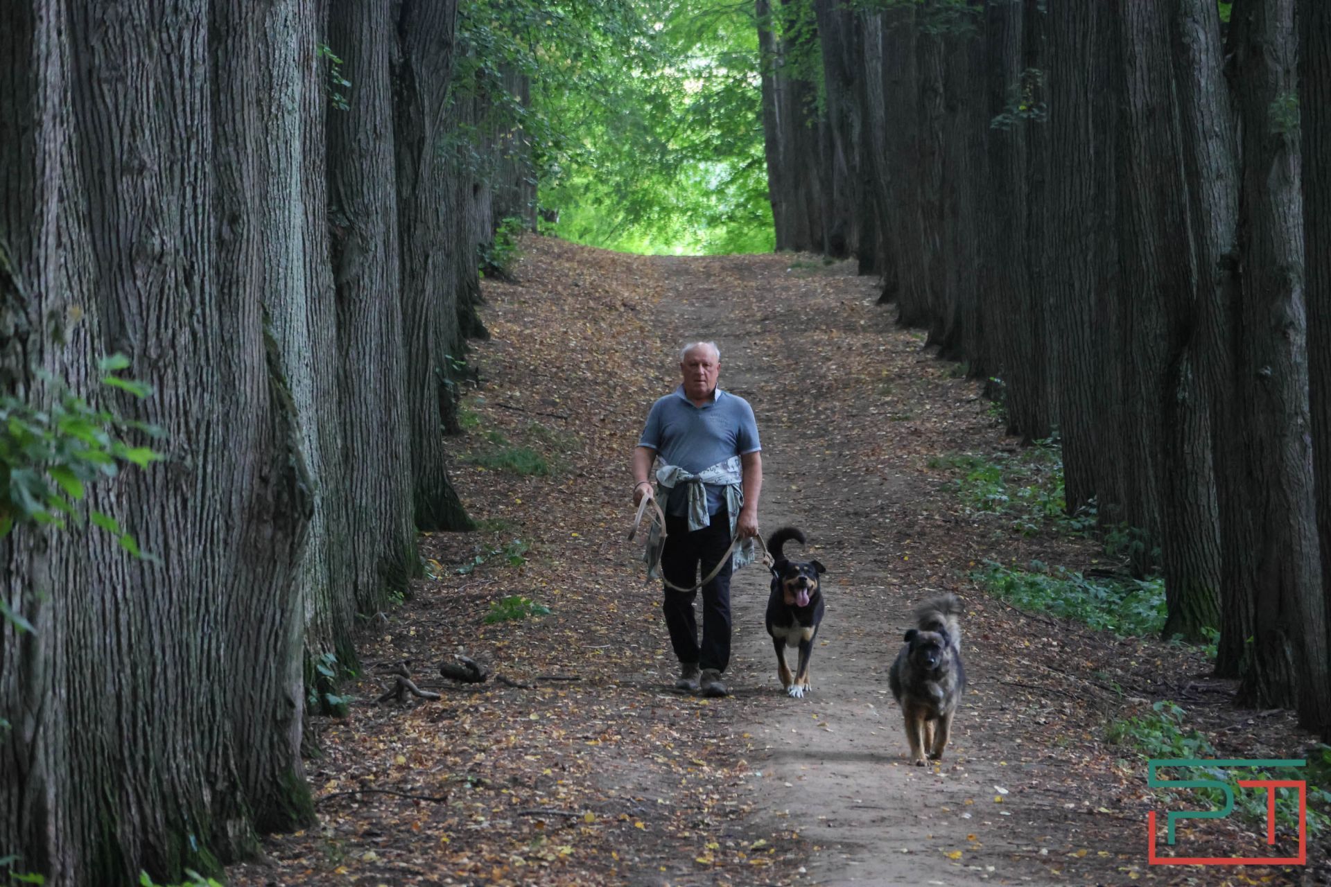 «Яблони срубили и липы погубят»: жители села под Казанью защищают от коттеджей старинный парк