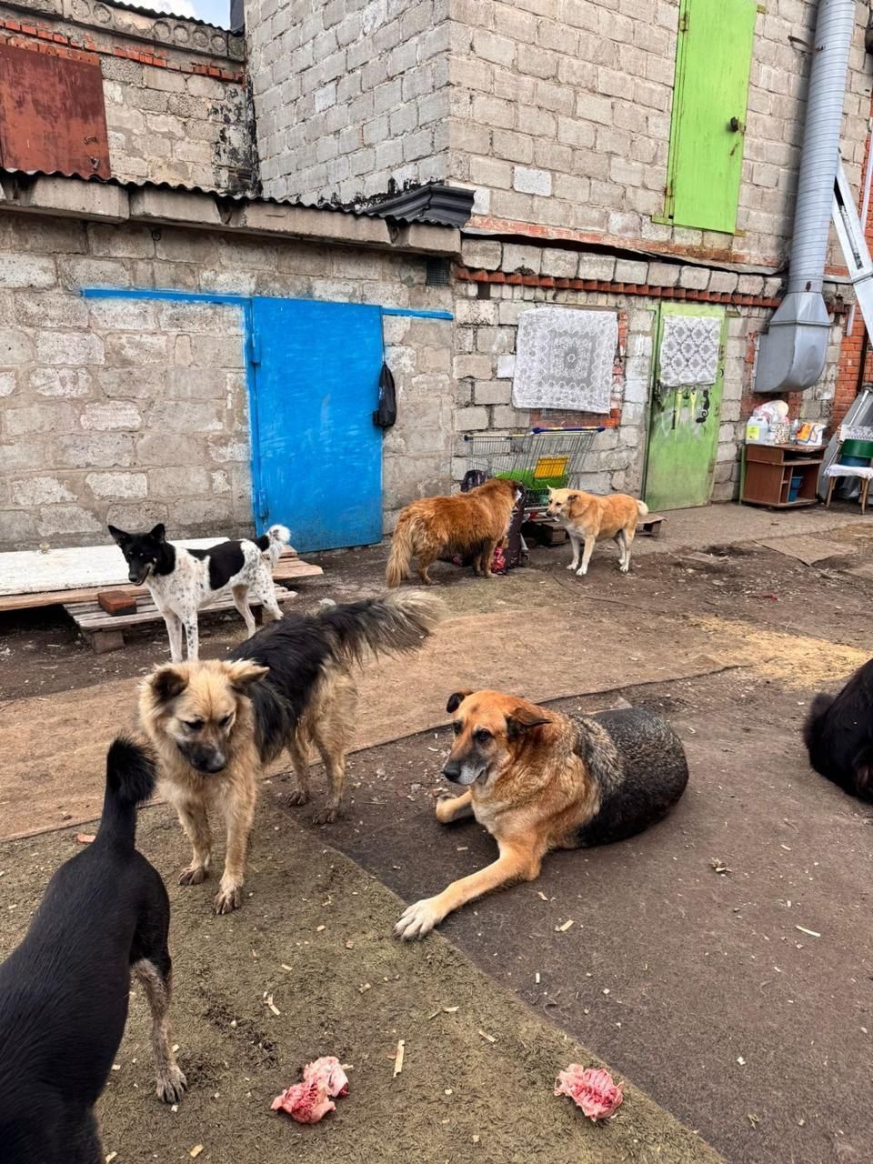 Депутат Метшин передал корм в нижнекамский приют «Хвостики»