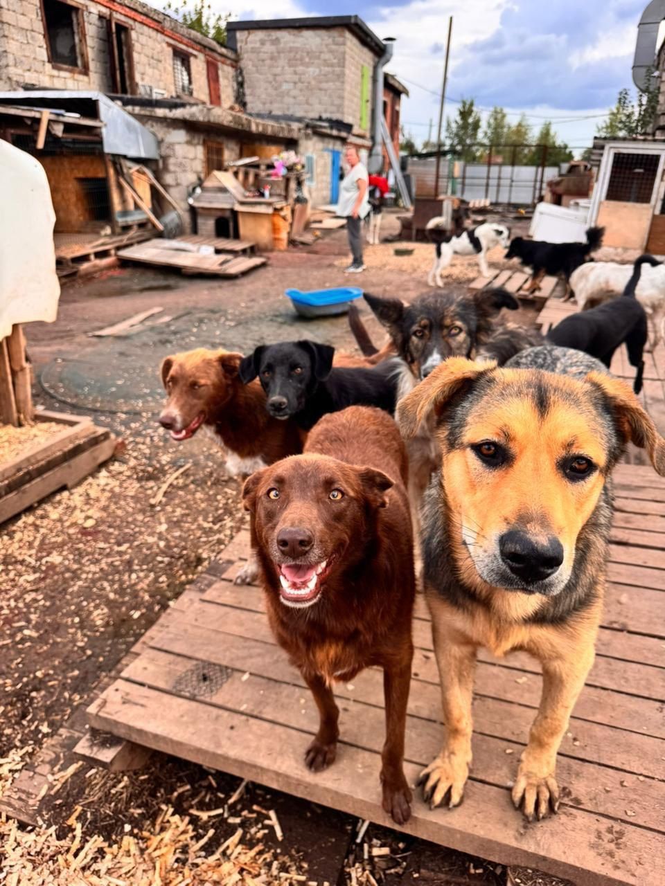 Депутат Метшин передал корм в нижнекамский приют «Хвостики»