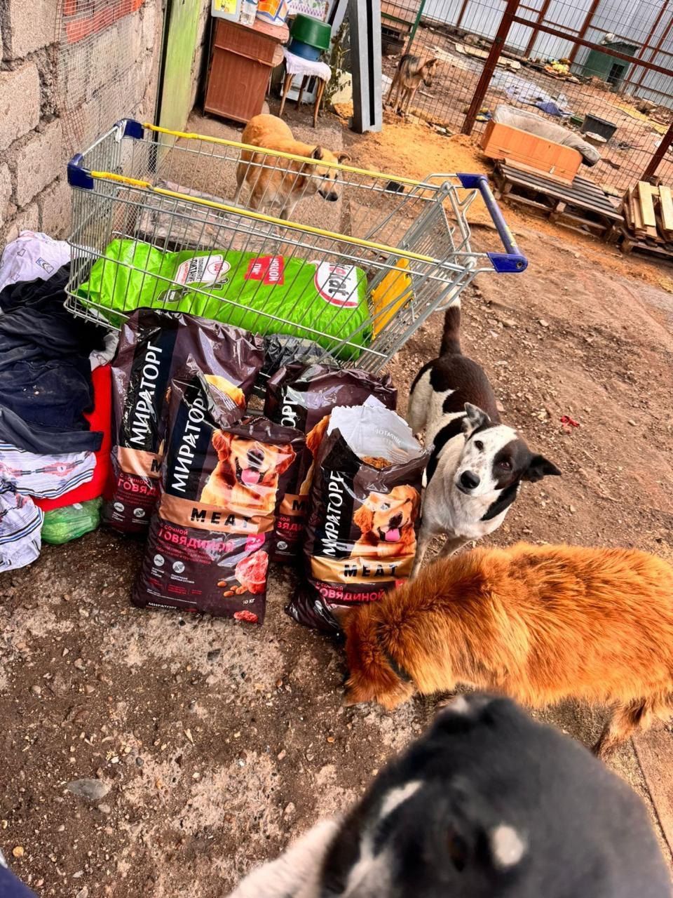 Депутат Метшин передал корм в нижнекамский приют «Хвостики»