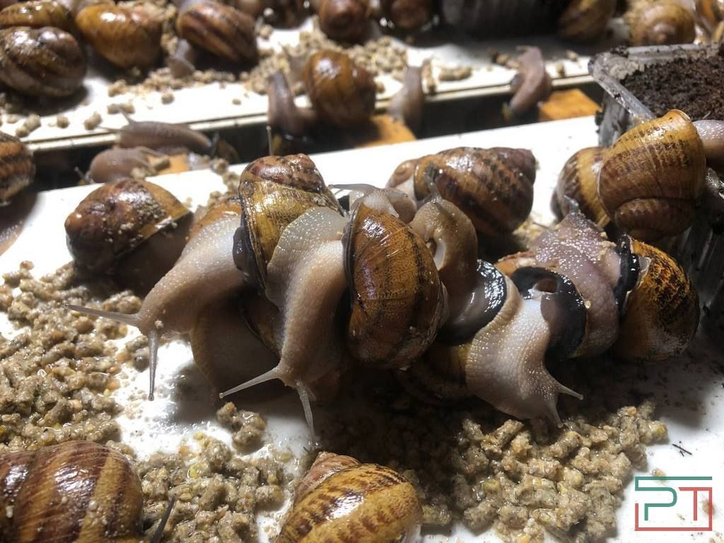 Мясо – гурманам, муцин – дамам: первая в Татарстане улиточная ферма осваивает новые горизонты