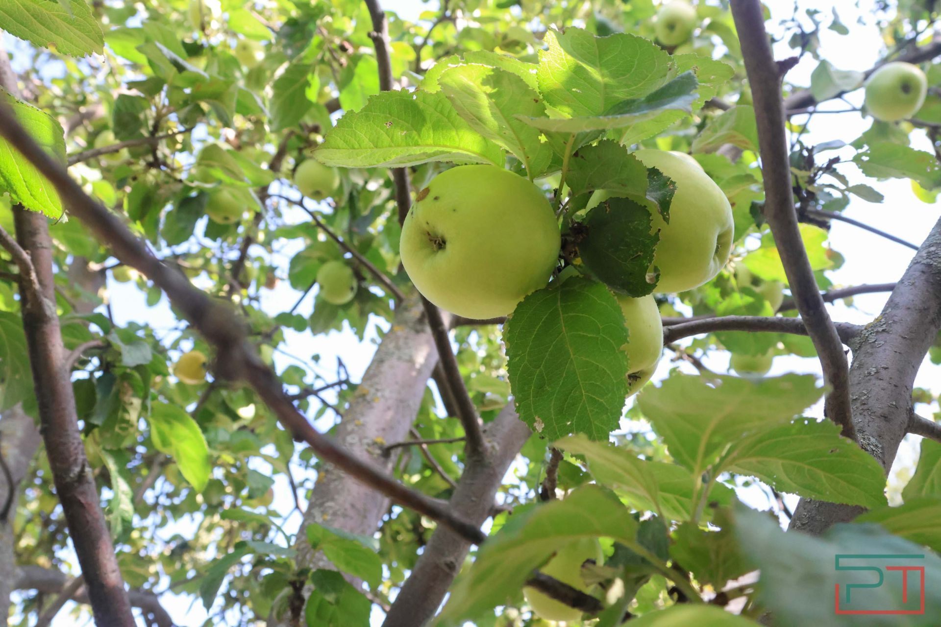 Яблочный спас в Красновидово