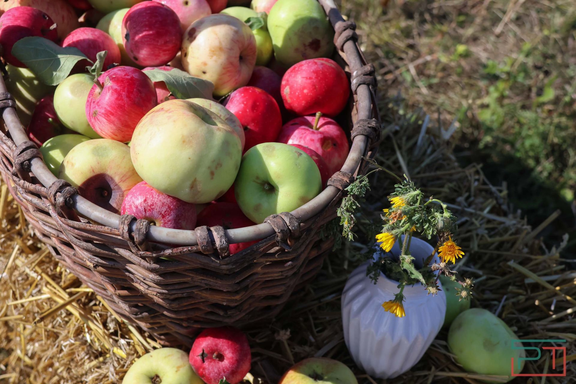 Яблочный спас в Красновидово