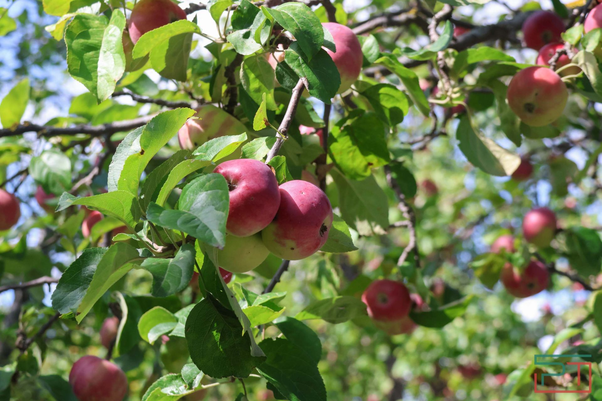 Яблочный спас в Красновидово
