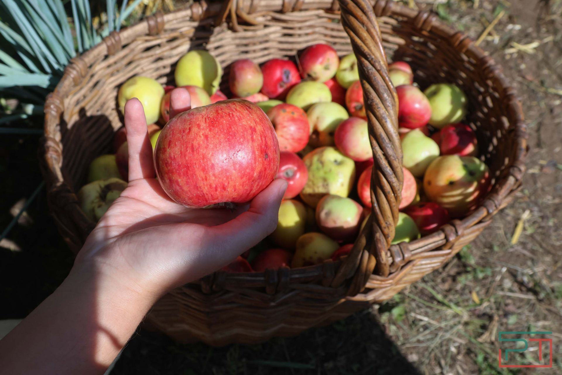 Яблочный спас в Красновидово
