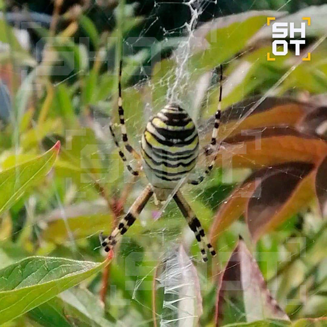 Кусает, но не больно: пауки-осы осваиваются в Татарстане