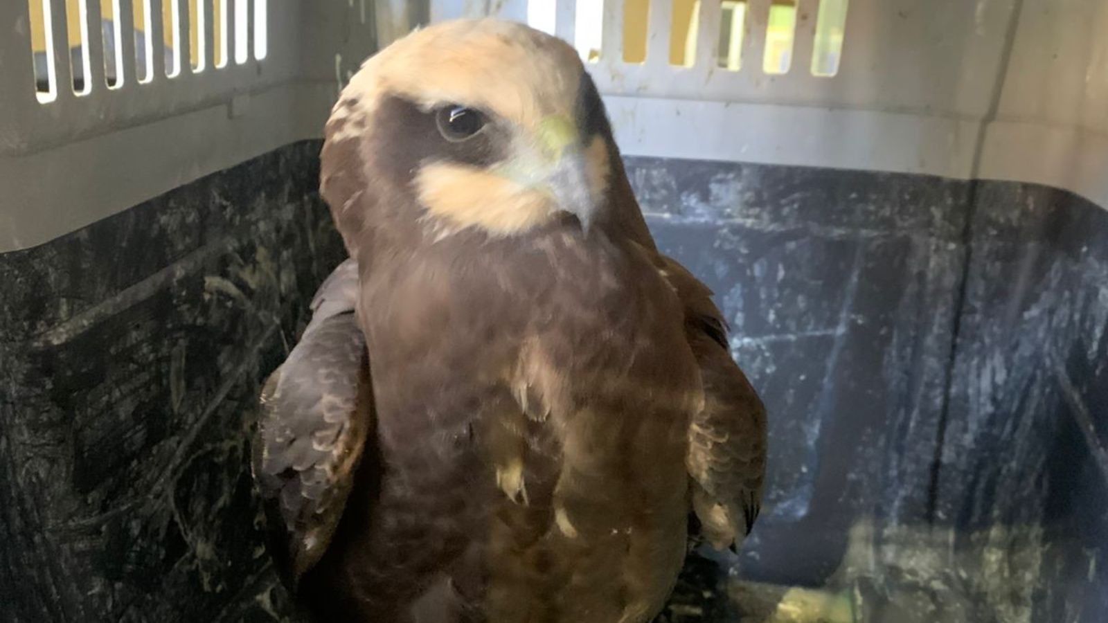 Татарстанцы спасли болотного луня — хищную птицу нашли на улице города