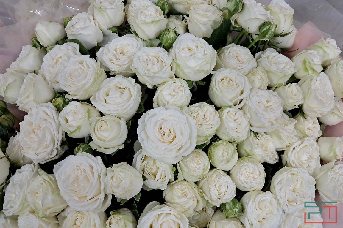 Были кенийские, станут мамадышские: цветоводы утопят Татарстан в розах