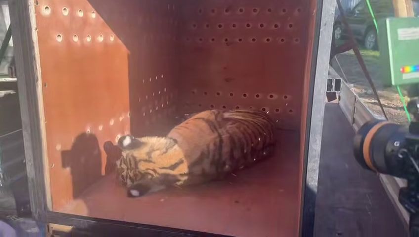 Казанский зоопарк получит двух амурских тигрят, спасенных зимой в Хабаровском крае