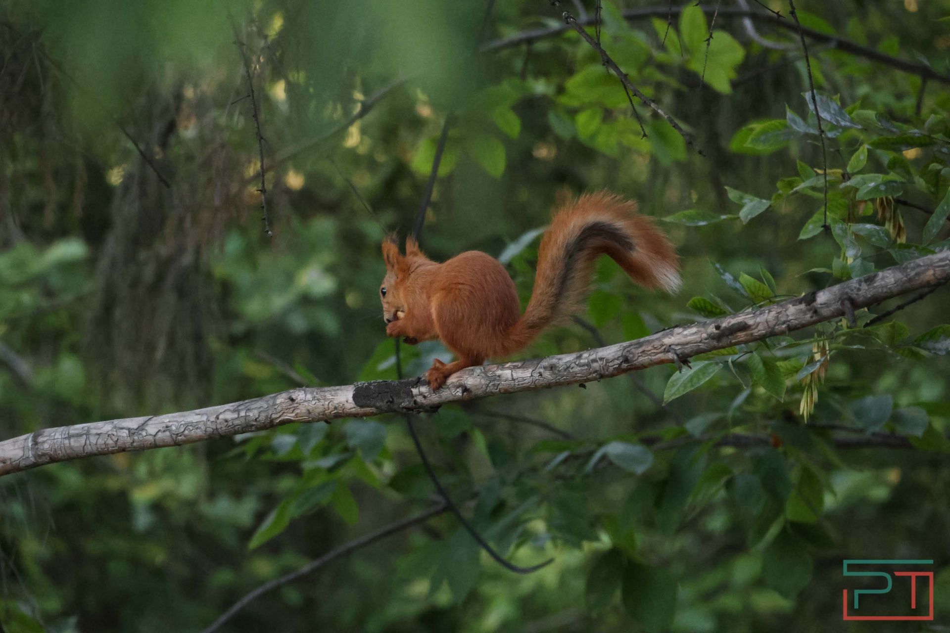 Как в Швейцарии, только лучше: у казанского парка Горького появится фирменный стиль