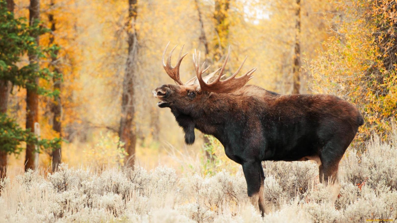 В Татарстане стартовал сезон охоты на лося и пушных зверей