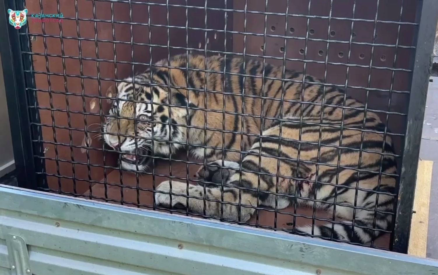 Двух амурских тигрят-сирот привезли из Хабаровска в казанский зоопарк