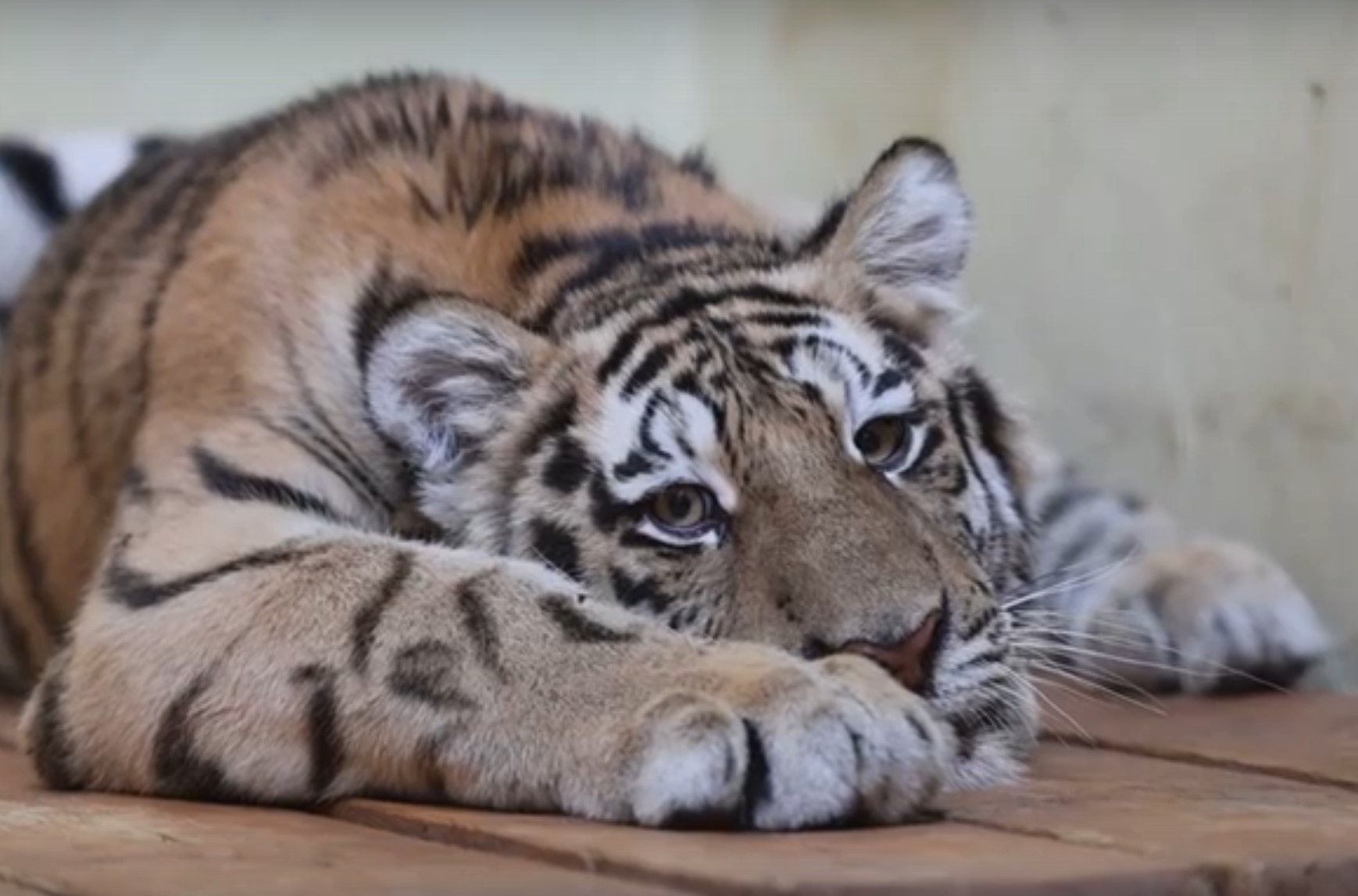 Казанский зоопарк объявил конкурс на имена для амурских тигров