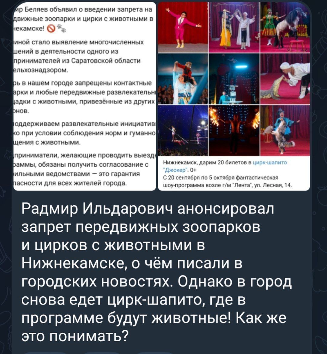 Администрация Нижнекамска запретила гастроли цирка с животными в город