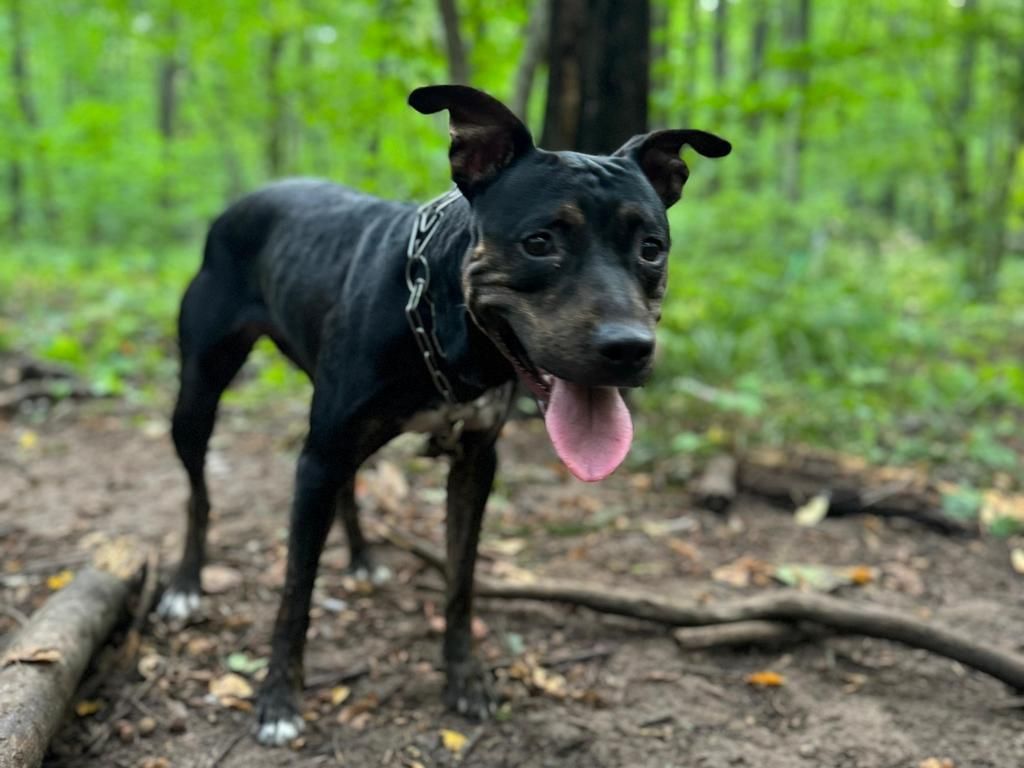 «Обречены на смерть»: зооволонтеры Татарстана не справляются с потоком брошенных дачниками животных