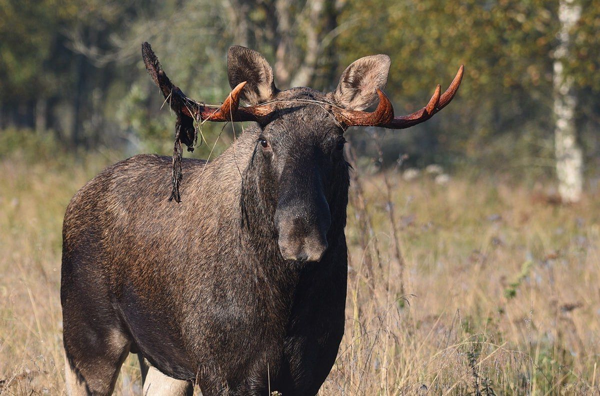 Голодные и агрессивные: татарстанцев просят не тревожить лосей во время гона
