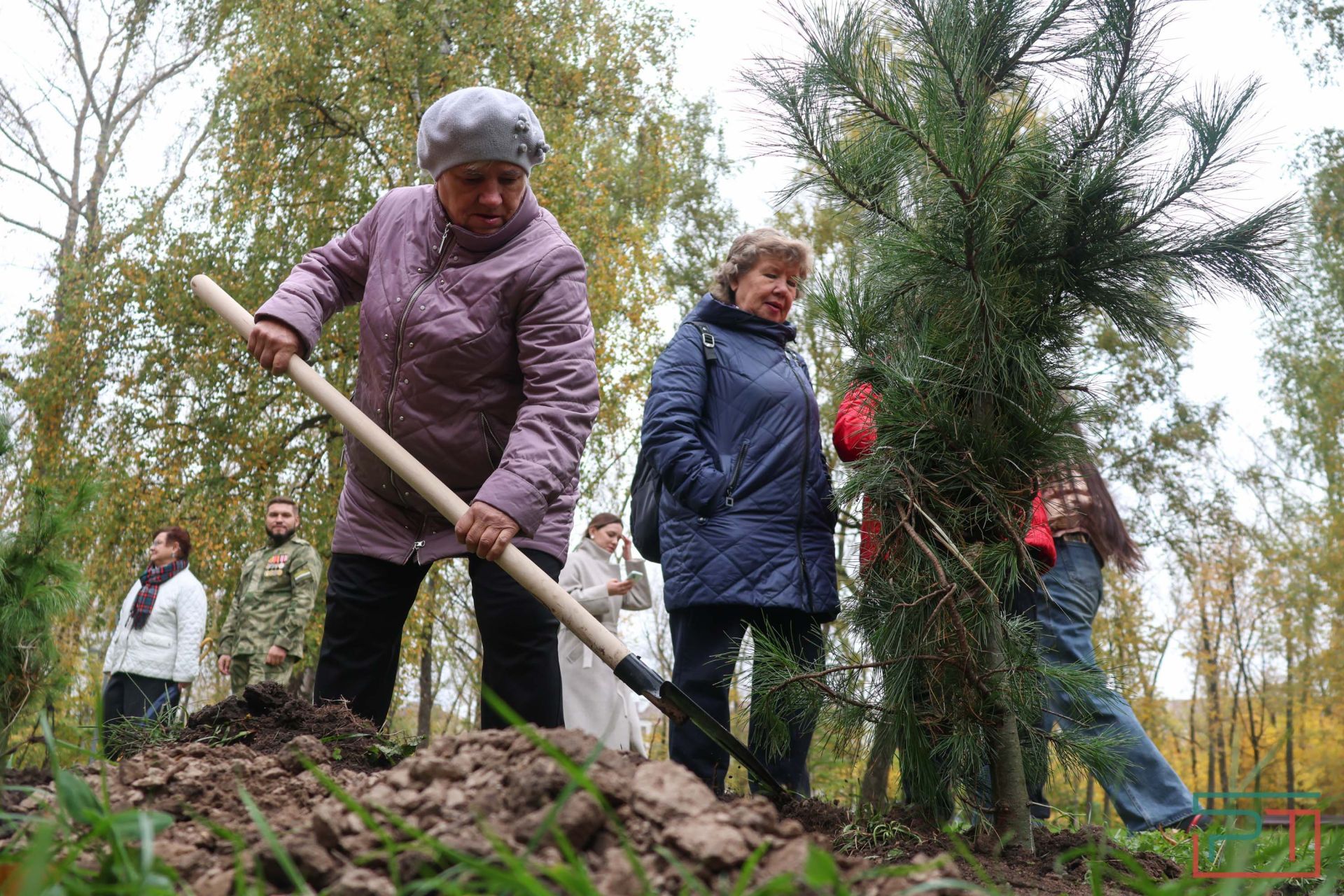 В казанском парке высадили аллею сибирских кедров
