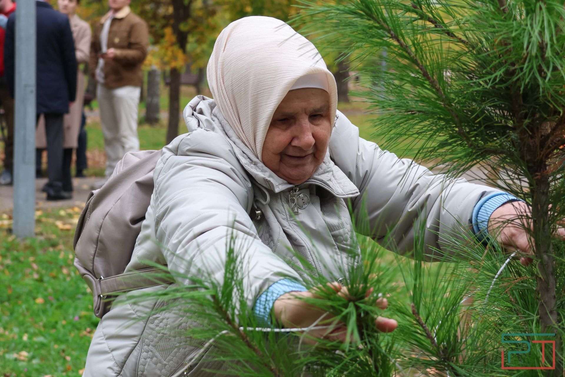 В казанском парке высадили аллею сибирских кедров