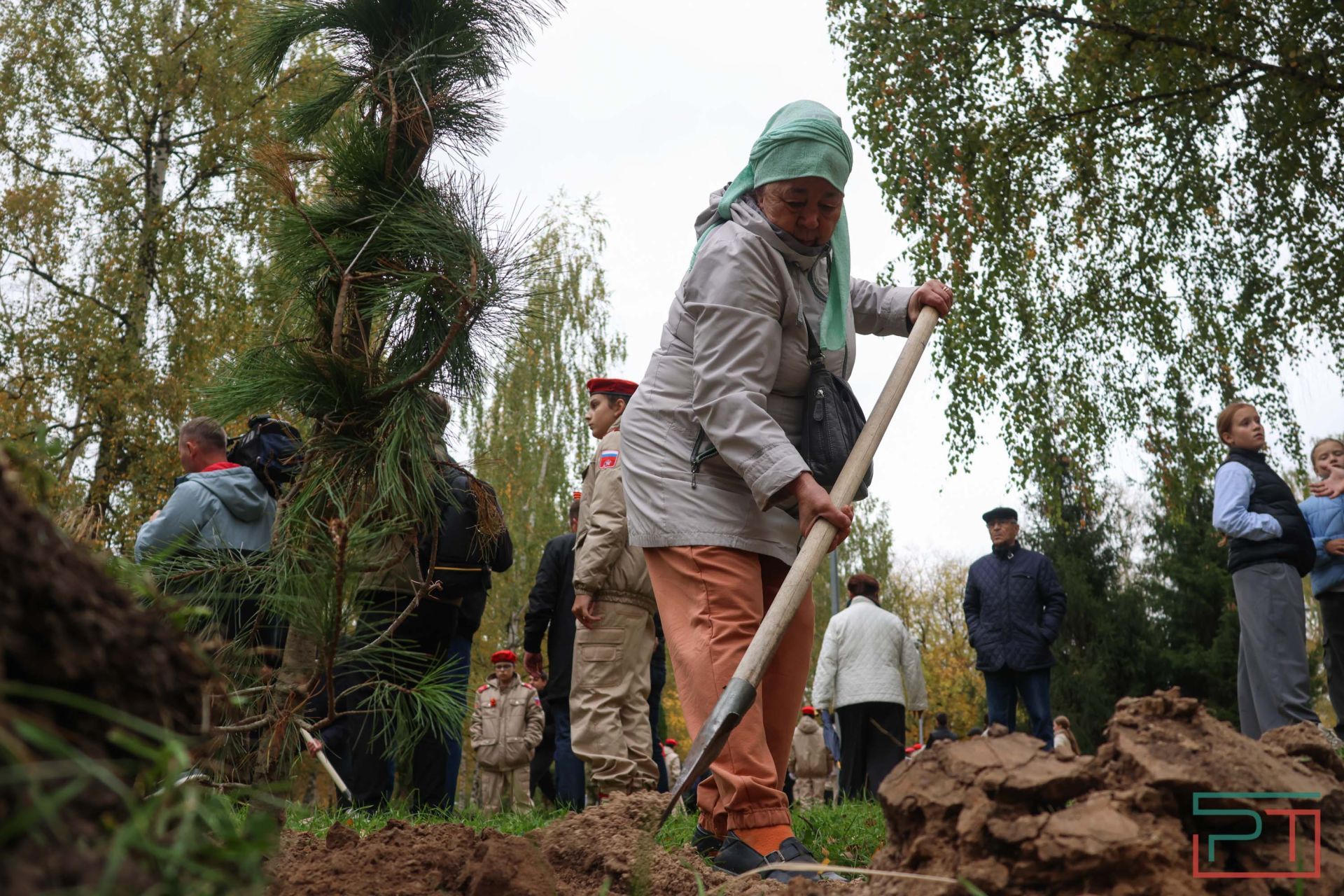 В казанском парке высадили аллею сибирских кедров