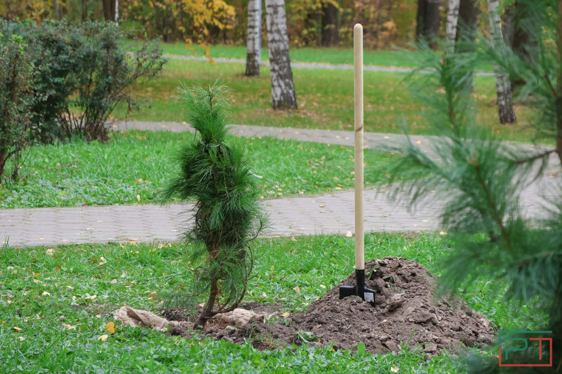 В казанском парке высадили аллею сибирских кедров
