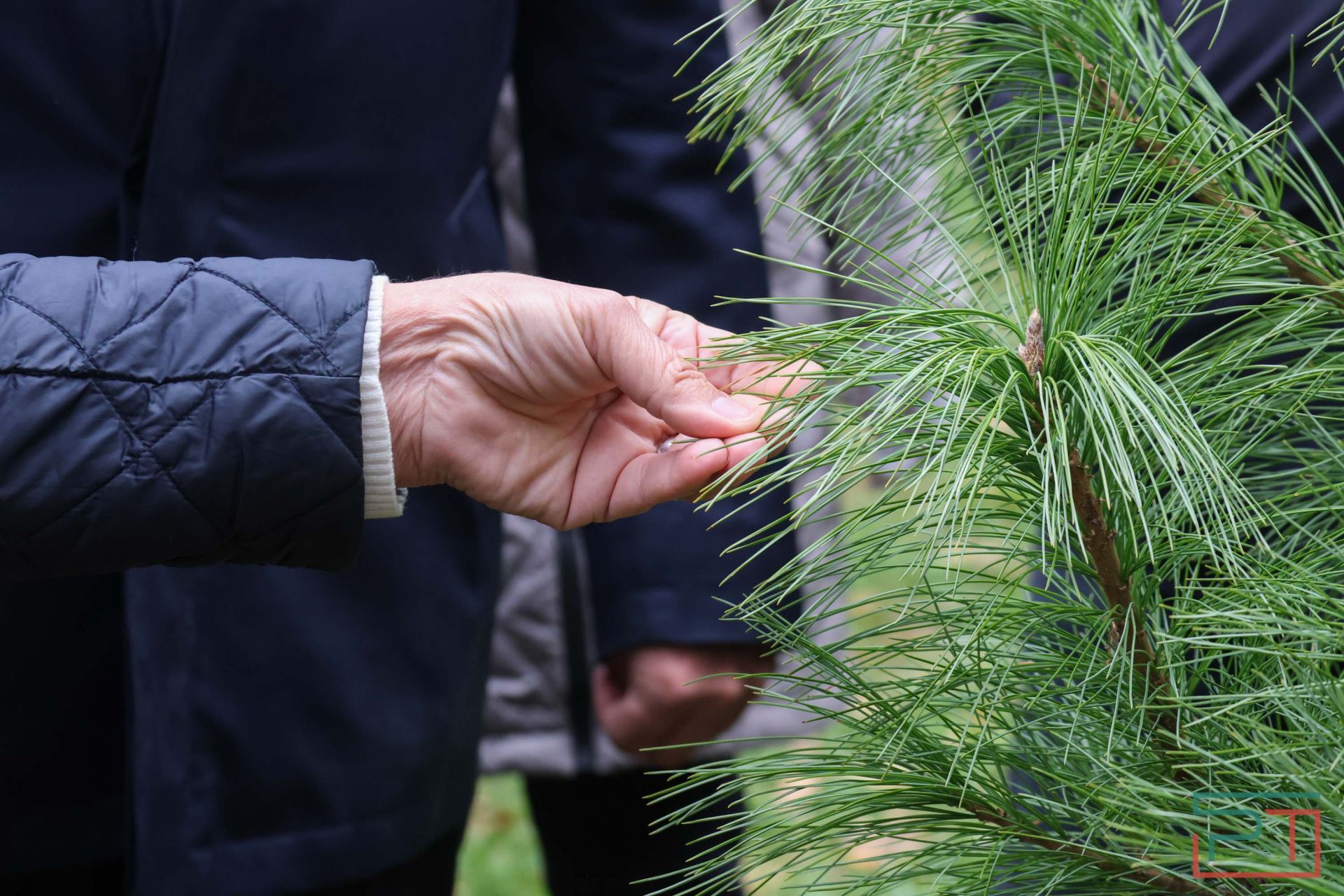 В казанском парке высадили аллею сибирских кедров