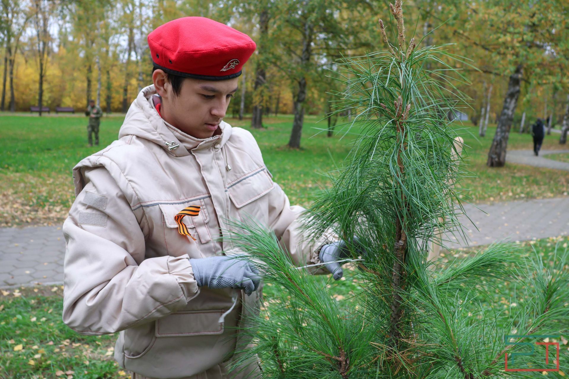В казанском парке высадили аллею сибирских кедров