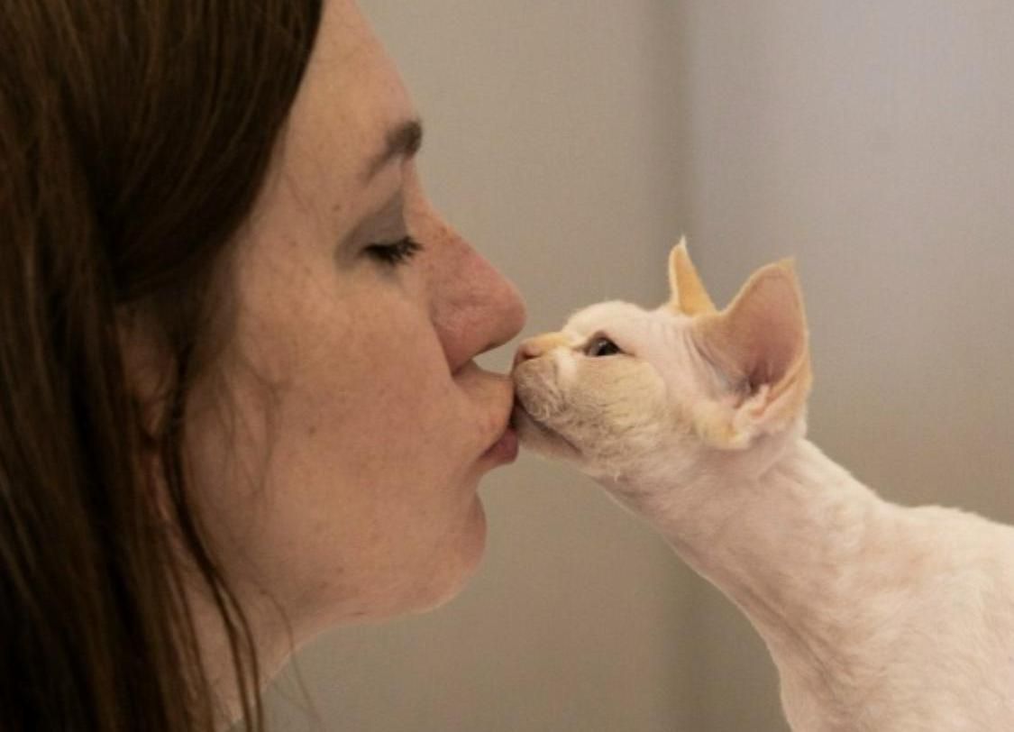 За девон-рекса и 150 тысяч не жалко: какие породы кошек в моде у казанцев