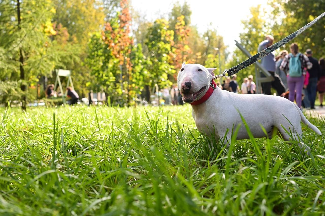 Новая площадка для выгула собак появилась в Советском районе Казани
